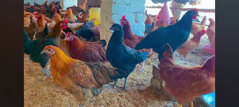 golden misri | golden misri murghi | misri hens | desi eggs laying hen 3