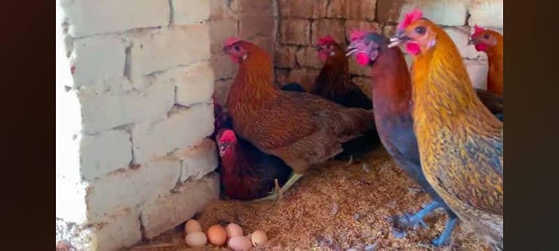 golden misri | golden misri murghi | misri hens | desi eggs laying hen 4