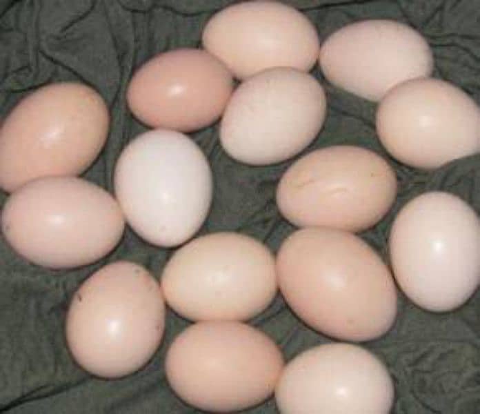 sillke and English game fertile eggs 3