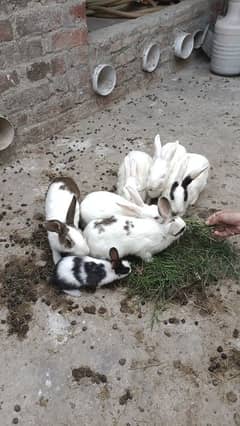 rabbits