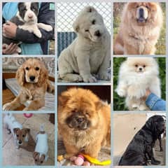 All Breeds available for booking