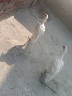 aseel heera females hens