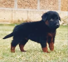 German Shepherd puppies