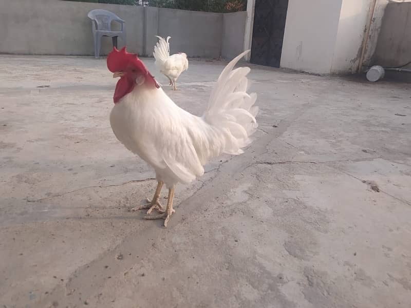 2 leghorn roosters for sale adult murghay 0