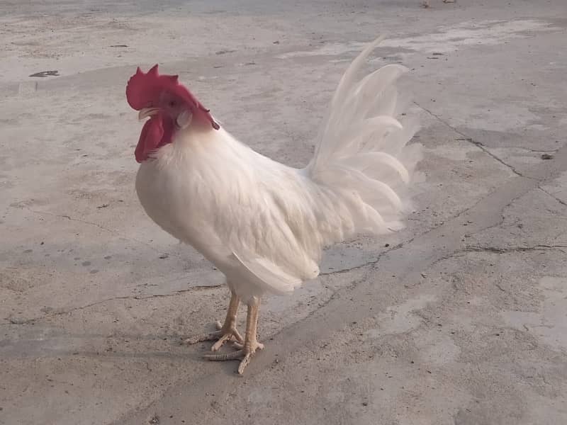 2 leghorn roosters for sale adult murghay 1