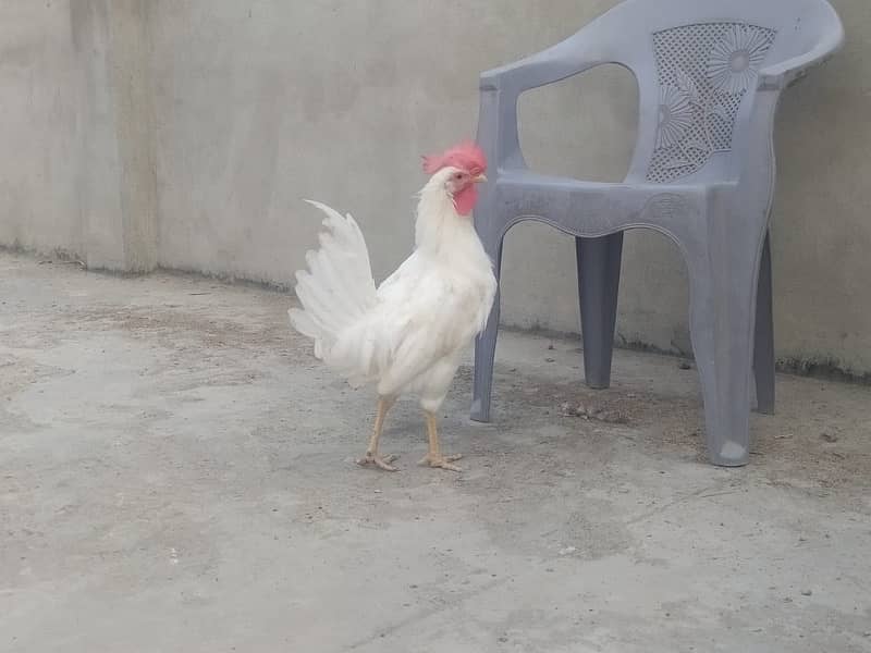 2 leghorn roosters for sale adult murghay 2