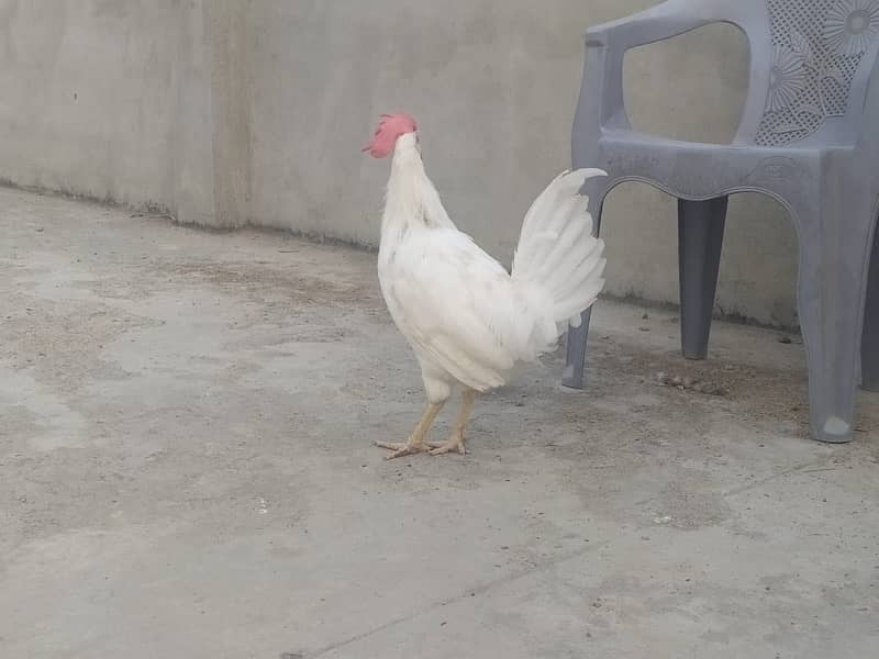 2 leghorn roosters for sale adult murghay 3