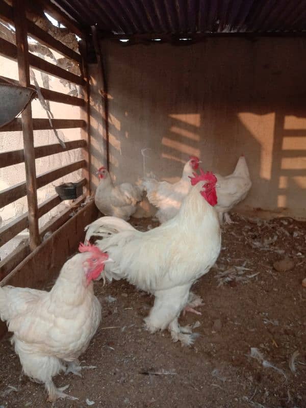 Heavy White buff 100% fertile eggs & Golden Misri 100% fertile eggs 2