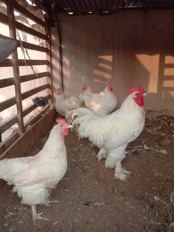 Heavy White buff 100% fertile eggs & Golden Misri 100% fertile eggs 3