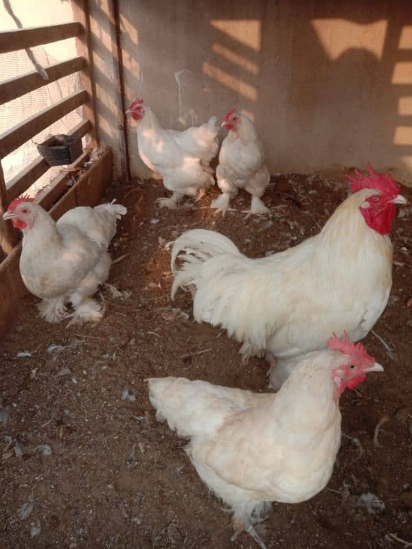 Heavy White buff 100% fertile eggs & Golden Misri 100% fertile eggs 4