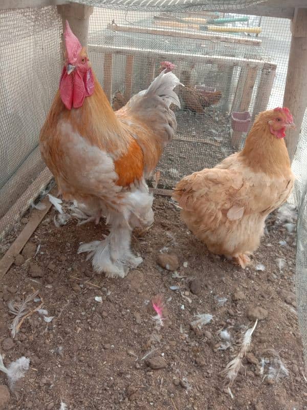 Heavy White buff 100% fertile eggs & Golden Misri 100% fertile eggs 5