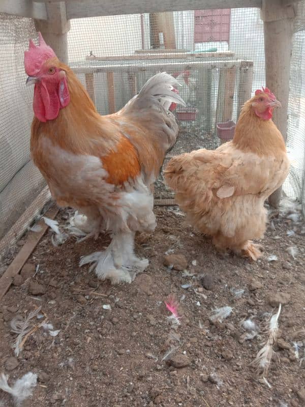 Heavy White buff 100% fertile eggs & Golden Misri 100% fertile eggs 6