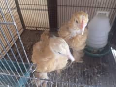 Golden heavy Buff hens | Golden Buff chick |  Buff chicks | age 7 days