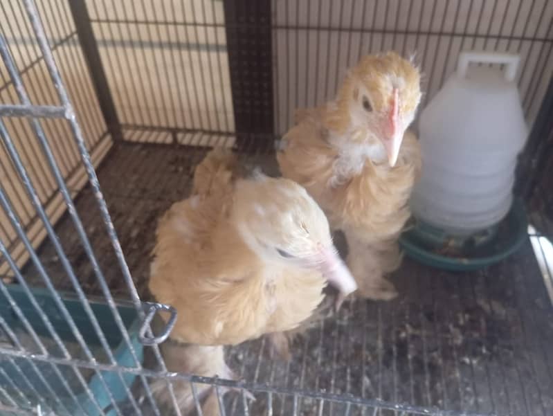 Golden heavy Buff hens | Golden Buff chick |  Buff chicks | age 7 days 2