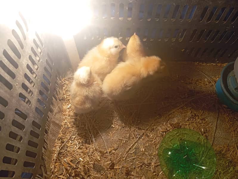 Golden heavy Buff hens | Golden Buff chick |  Buff chicks | age 7 days 3