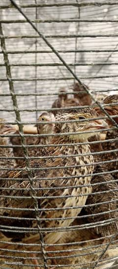 1. Quail Batair