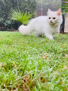 Persian cats for sale demand 10k