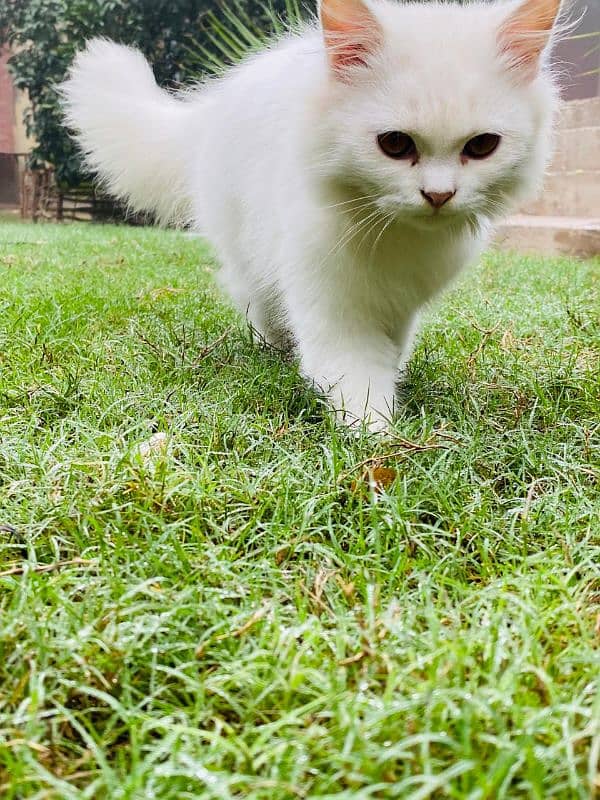 Persian cats for sale demand 10k 1