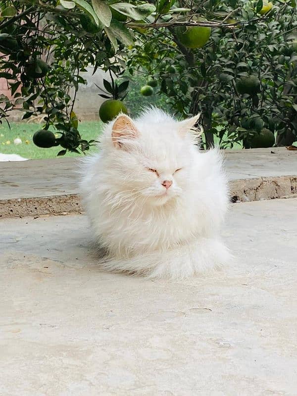 Persian cats for sale demand 10k 2