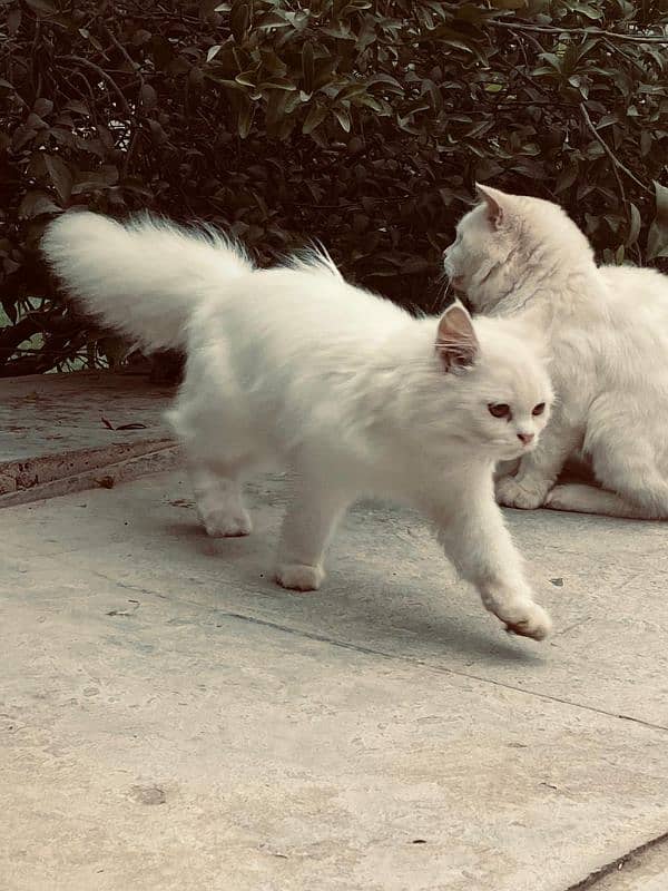 Persian cats for sale demand 10k 3