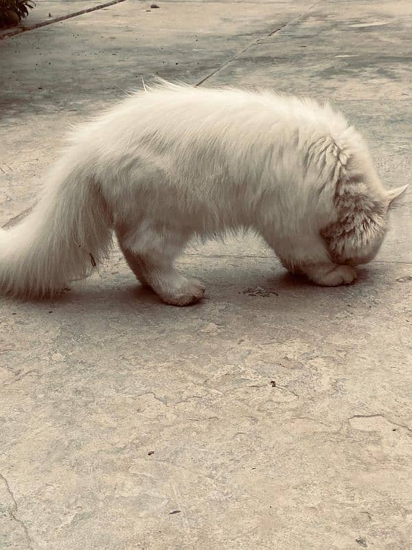 Persian cats for sale demand 10k 4