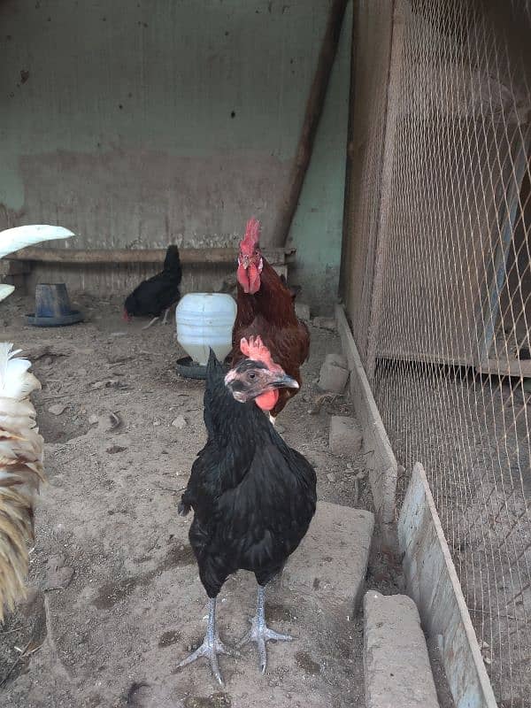 Australorp male and female available 1