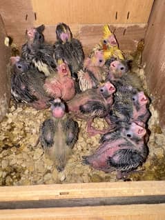 Cockatiel Chicks For Sale