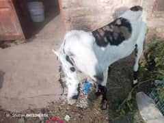 bakri | beetal bakri | betal bakri | gaban bakri | goat | goats