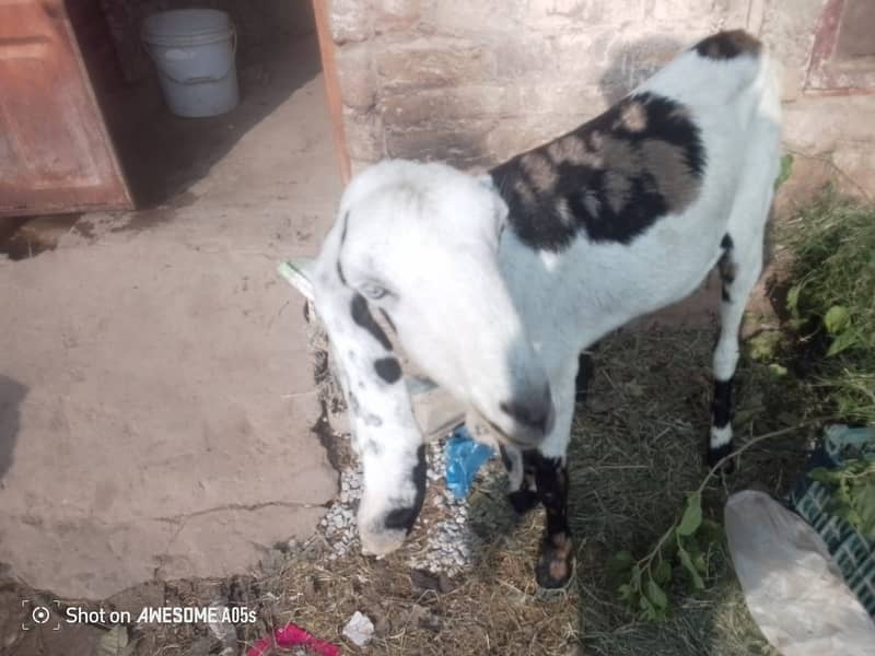 bakri |beetal bakri|betal bakri|gaban bakri|puranay airport dhok hafiz 0