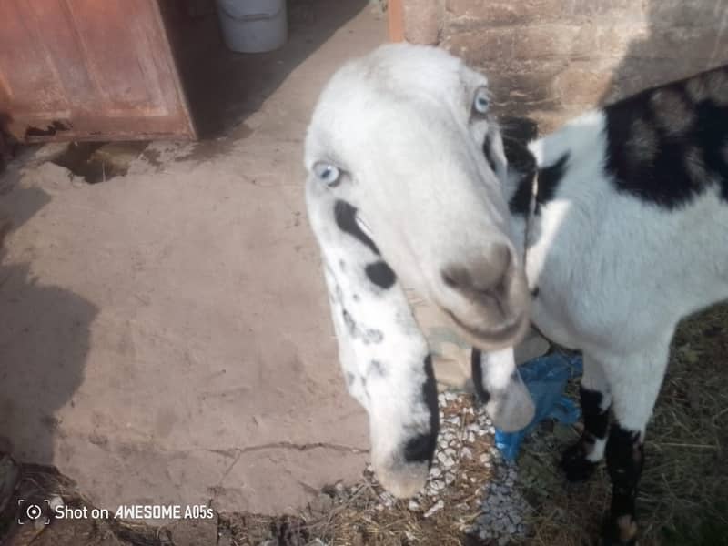 bakri |beetal bakri|betal bakri|gaban bakri|puranay airport dhok hafiz 1