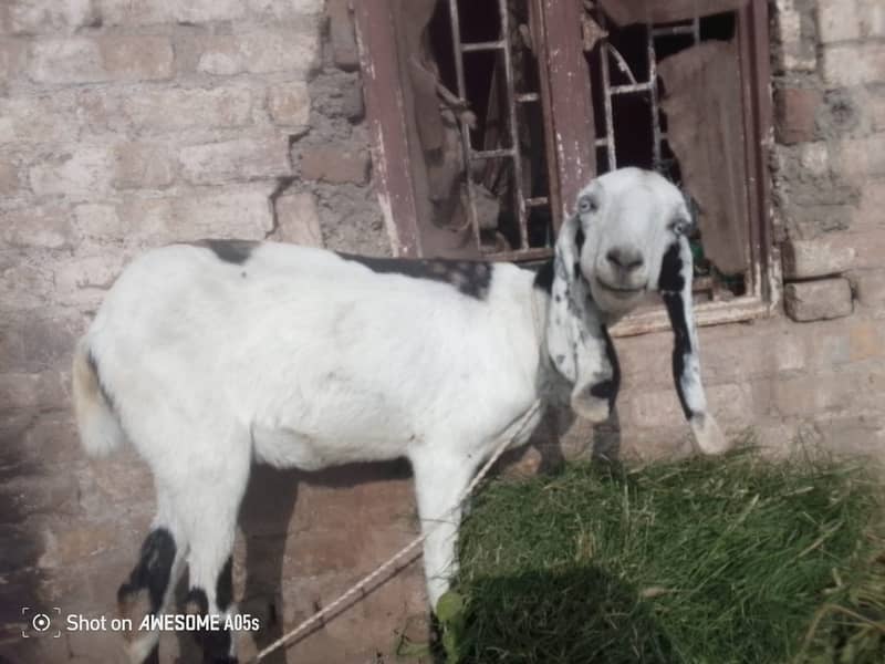 bakri |beetal bakri|betal bakri|gaban bakri|puranay airport dhok hafiz 2