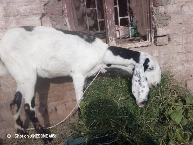 bakri |beetal bakri|betal bakri|gaban bakri|puranay airport dhok hafiz 3