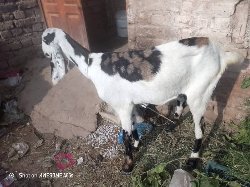 bakri |beetal bakri|betal bakri|gaban bakri|puranay airport dhok hafiz 4