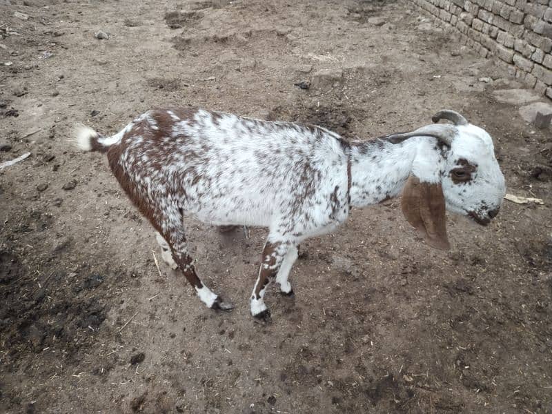 Dogli bakri for sale 0