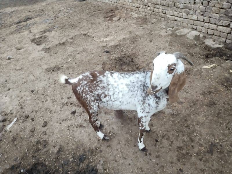 Dogli bakri for sale 1