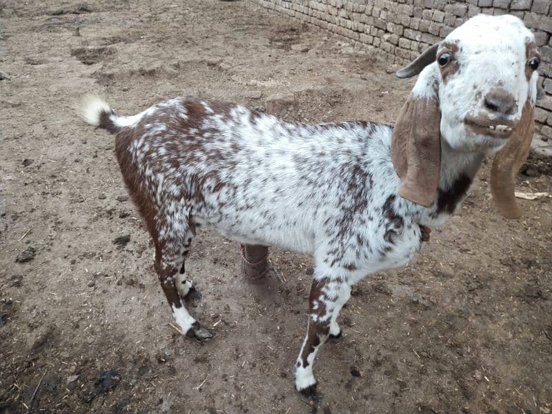 Dogli bakri for sale 2