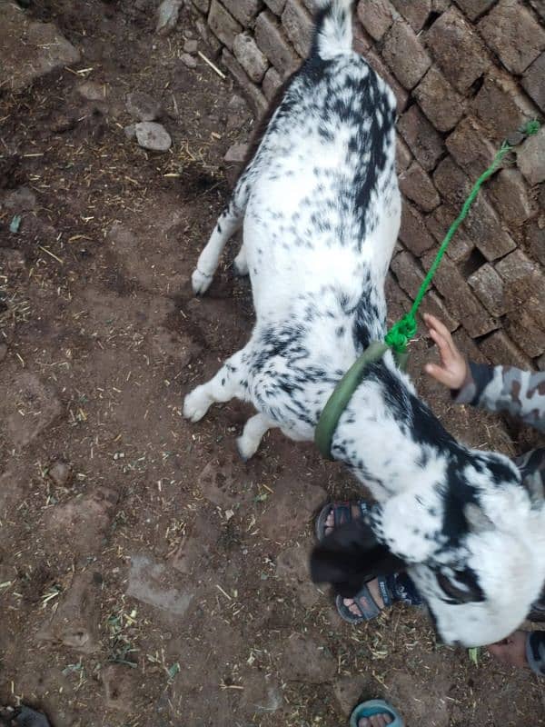 Dogli bakri for sale 3