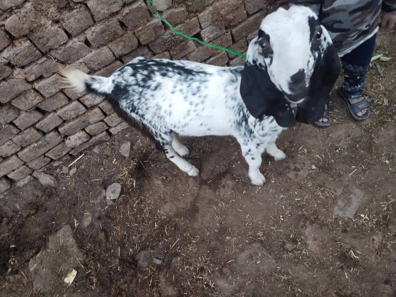 Dogli bakri for sale 4