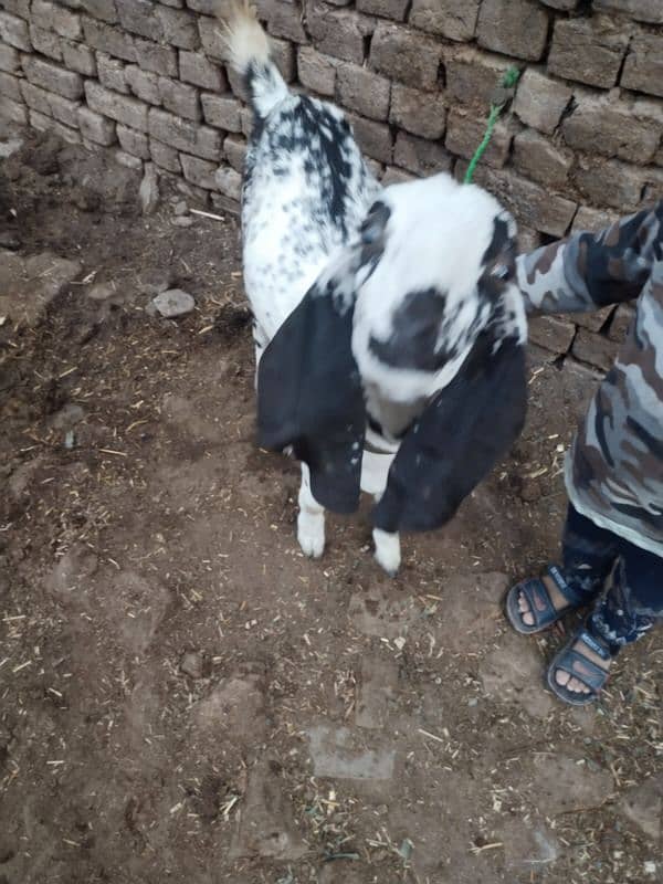 Dogli bakri for sale 6