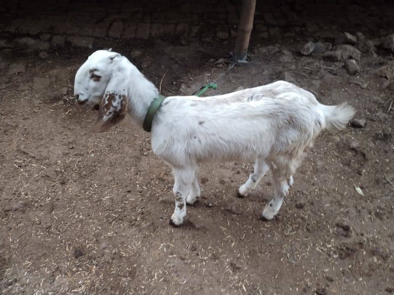 Dogli bakri for sale 7