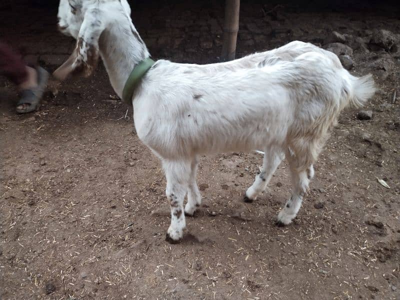 Dogli bakri for sale 8