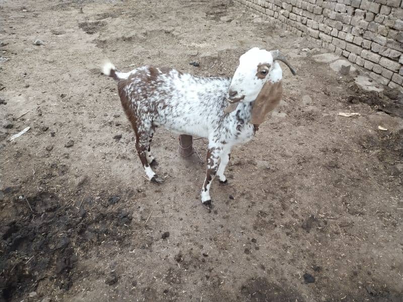 Dogli bakri for sale 9