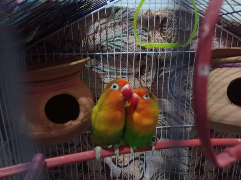 Love Bird Breeder Pair 2