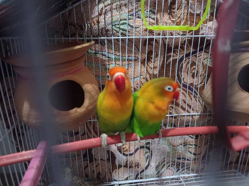 Love Bird Breeder Pair 3