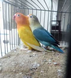 *_1(Masha Allah home breed birds