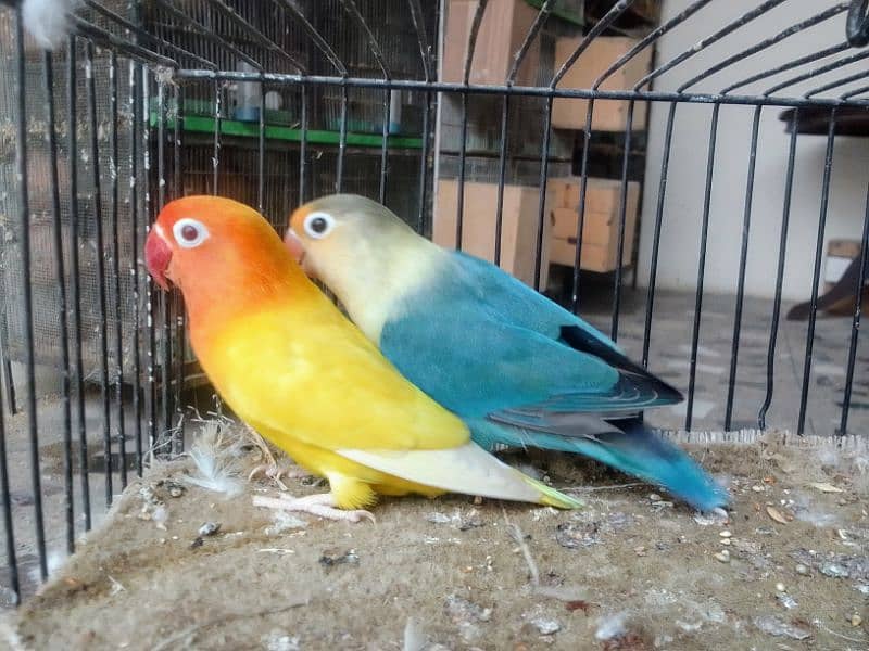 *_1(Masha Allah home breed birds 1