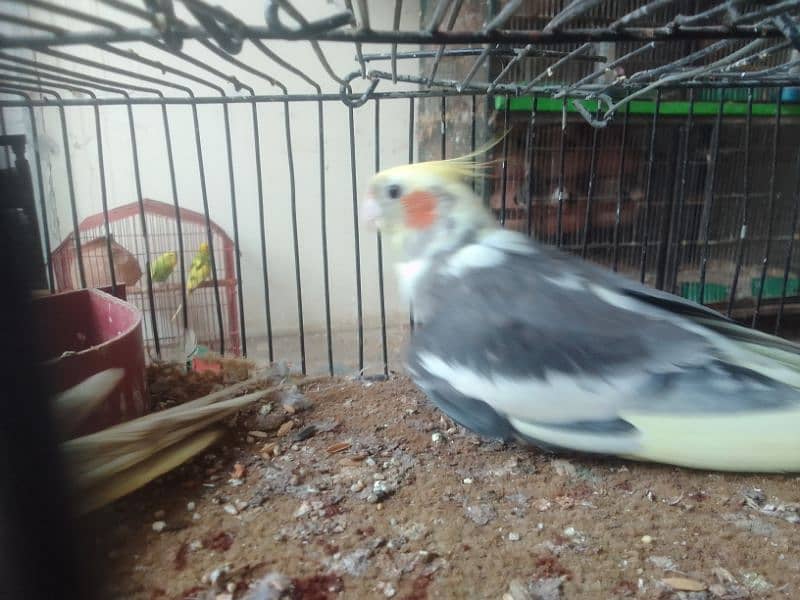 *_1(Masha Allah home breed birds 3