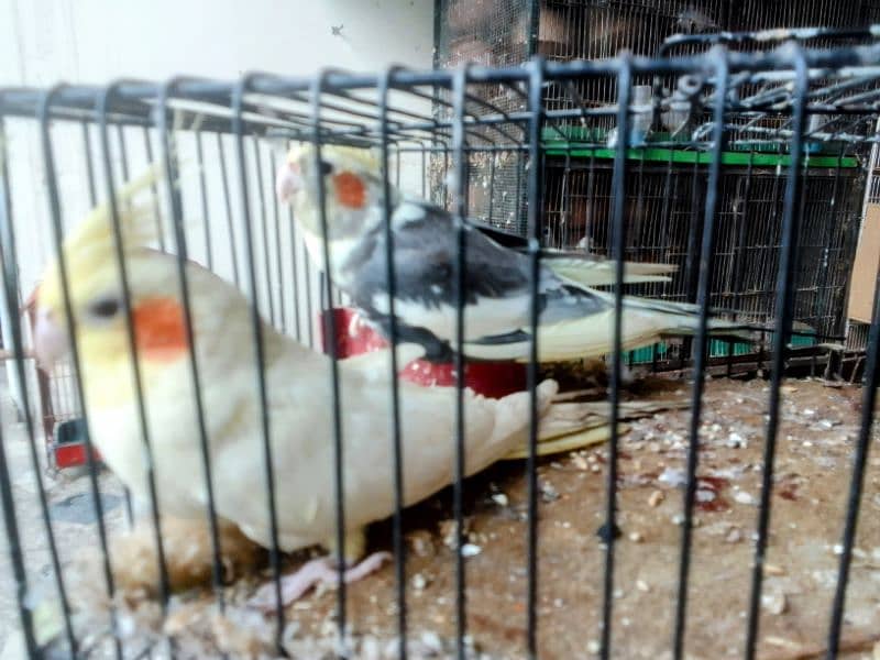 *_1(Masha Allah home breed birds 4