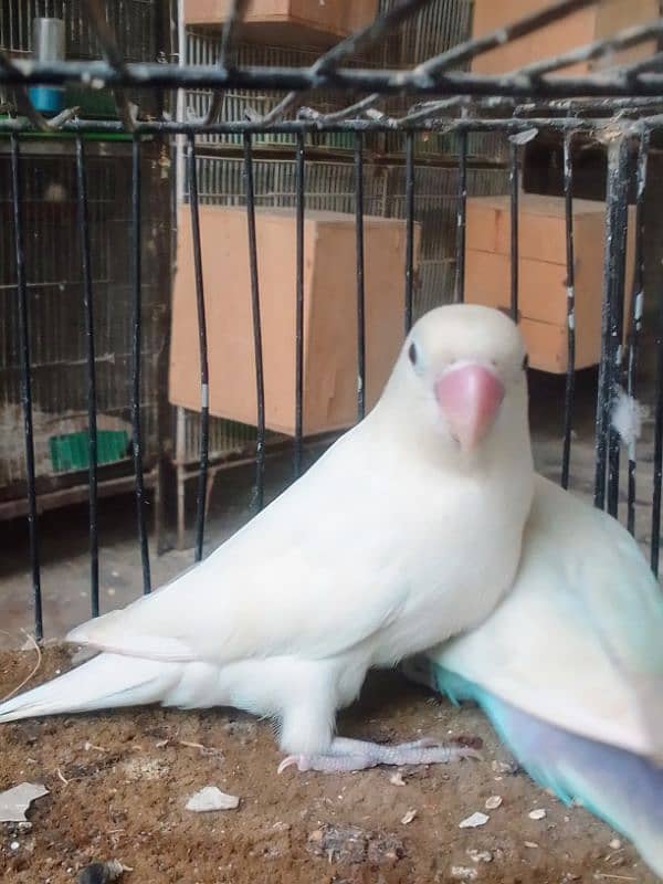 *_1(Masha Allah home breed birds 6