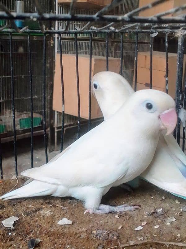 *_1(Masha Allah home breed birds 7